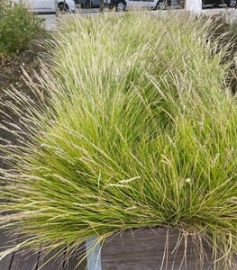 Sesleria autumnalis geen maat specificatie 0,55L/P9cm - afbeelding 2