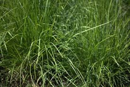 Sesleria autumnalis geen maat specificatie 0,55L/P9cm - afbeelding 5