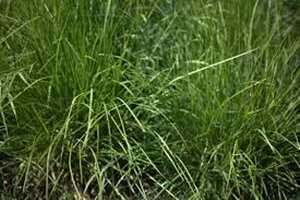 Sesleria autumnalis geen maat specificatie 0,55L/P9cm - afbeelding 5