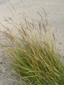 Sesleria autumnalis geen maat specificatie 0,55L/P9cm - afbeelding 12