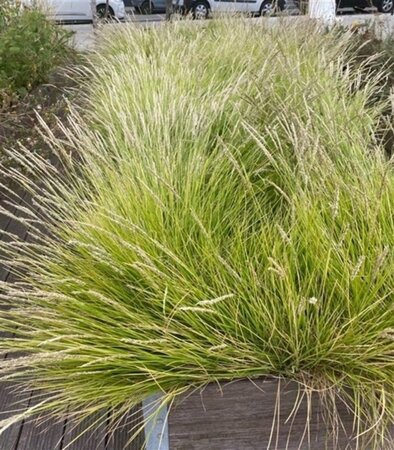 Sesleria autumnalis geen maat specificatie 0,55L/P9cm - afbeelding 5