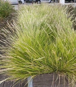 Sesleria autumnalis geen maat specificatie 0,55L/P9cm - afbeelding 5