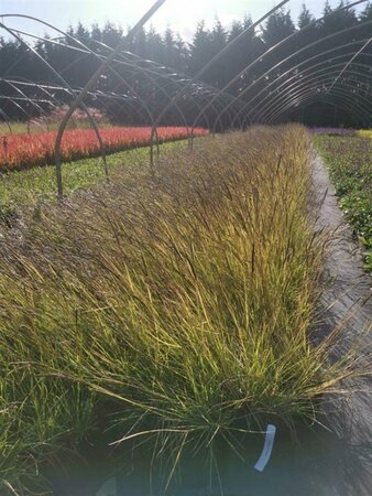 Sesleria autumnalis geen maat specificatie 0,55L/P9cm - afbeelding 2