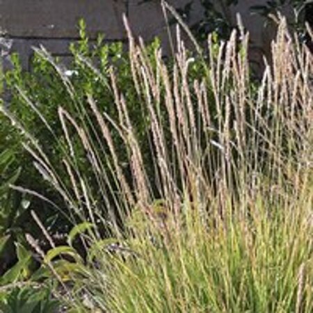 Sesleria autumnalis geen maat specificatie 0,55L/P9cm - afbeelding 4