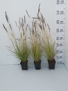 Sesleria autumnalis geen maat specificatie 0,55L/P9cm - afbeelding 6