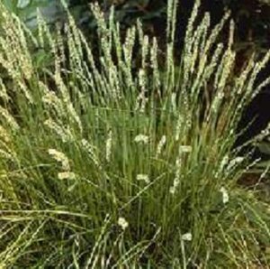 Sesleria autumnalis geen maat specificatie 0,55L/P9cm - afbeelding 3