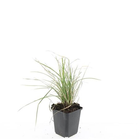 Sesleria autumnalis geen maat specificatie 0,55L/P9cm - afbeelding 8
