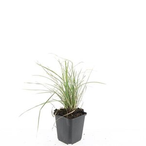 Sesleria autumnalis geen maat specificatie 0,55L/P9cm - afbeelding 8