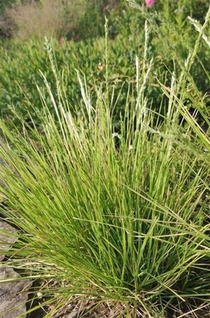 Sesleria autumnalis geen maat specificatie 0,55L/P9cm - afbeelding 4
