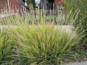 Sesleria autumnalis geen maat specificatie 0,55L/P9cm - afbeelding 2