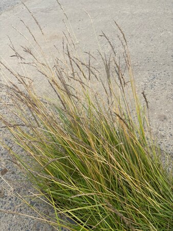 Sesleria autumnalis geen maat specificatie 0,55L/P9cm - image 12