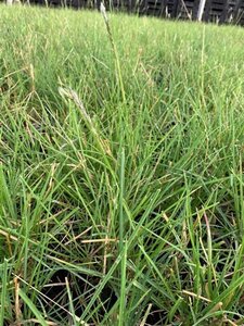 Sesleria autumnalis geen maat specificatie 0,55L/P9cm - image 6