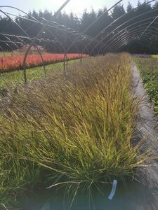 Sesleria autumnalis geen maat specificatie 0,55L/P9cm - image 2