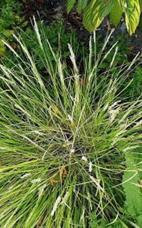 Sesleria autumnalis geen maat specificatie 0,55L/P9cm - image 3