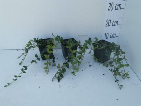 Vinca minor geen maat specificatie 0,55L/P9cm - afbeelding 13