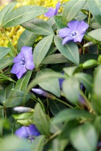 Vinca minor geen maat specificatie 0,55L/P9cm - afbeelding 9