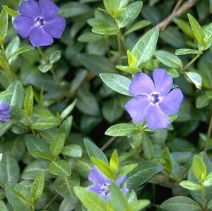 Vinca minor geen maat specificatie 0,55L/P9cm - afbeelding 3