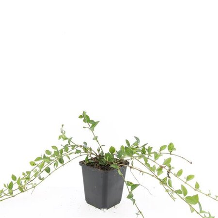 Vinca minor geen maat specificatie 0,55L/P9cm - afbeelding 6