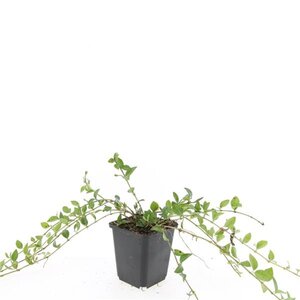 Vinca minor geen maat specificatie 0,55L/P9cm - afbeelding 6