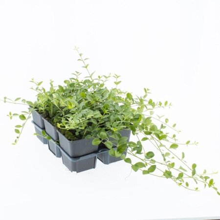 Vinca minor geen maat specificatie 0,55L/P9cm - afbeelding 7