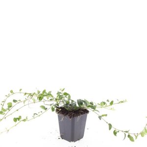 Vinca minor geen maat specificatie 0,55L/P9cm - afbeelding 5