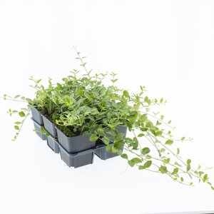 Vinca minor geen maat specificatie 0,55L/P9cm - afbeelding 16