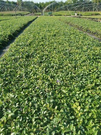 Vinca minor geen maat specificatie 0,55L/P9cm - afbeelding 12