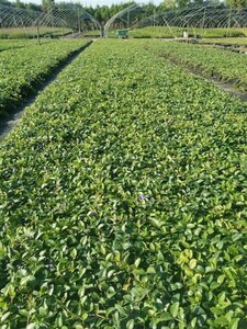 Vinca minor geen maat specificatie 0,55L/P9cm - afbeelding 12