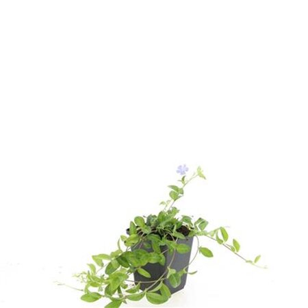 Vinca minor geen maat specificatie 0,55L/P9cm - afbeelding 4