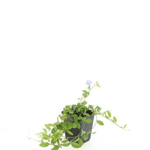 Vinca minor geen maat specificatie 0,55L/P9cm - afbeelding 4