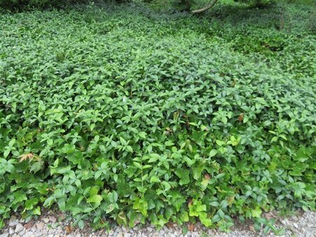 Vinca minor geen maat specificatie 0,55L/P9cm - afbeelding 6