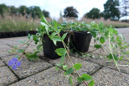 Vinca minor geen maat specificatie 0,55L/P9cm - afbeelding 10