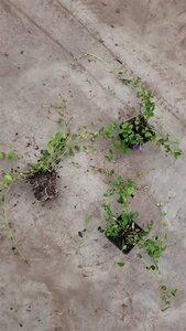 Vinca minor geen maat specificatie 0,55L/P9cm - afbeelding 10