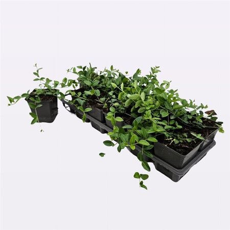 Vinca minor geen maat specificatie 0,55L/P9cm - afbeelding 11