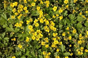 Waldsteinia ternata geen maat specificatie 0,55L/P9cm