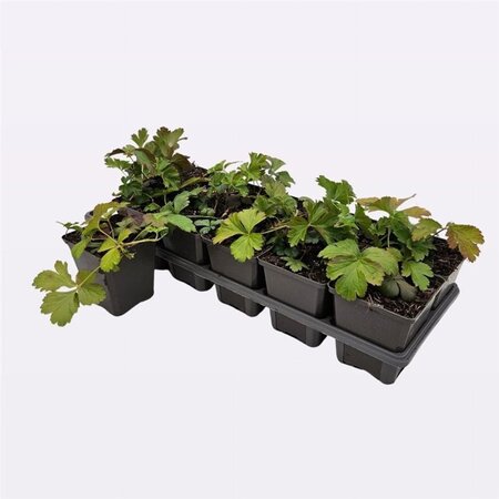 Waldsteinia ternata geen maat specificatie 0,55L/P9cm - afbeelding 17