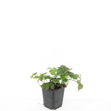 Waldsteinia ternata geen maat specificatie 0,55L/P9cm - afbeelding 18