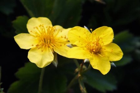 Waldsteinia ternata geen maat specificatie 0,55L/P9cm - afbeelding 12