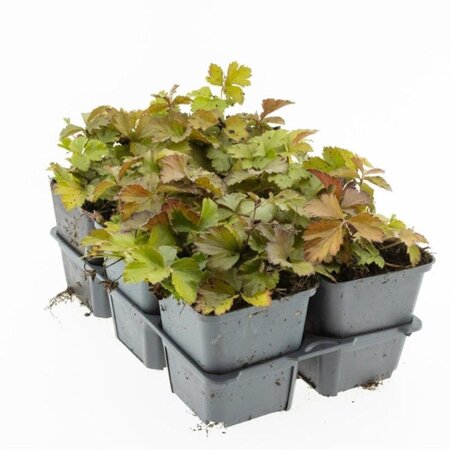 Waldsteinia ternata geen maat specificatie 0,55L/P9cm - afbeelding 8