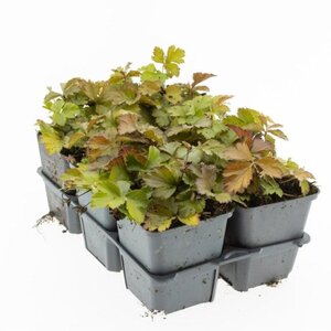 Waldsteinia ternata geen maat specificatie 0,55L/P9cm - afbeelding 8