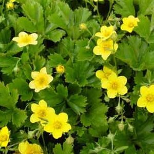 Waldsteinia ternata geen maat specificatie 0,55L/P9cm - afbeelding 3