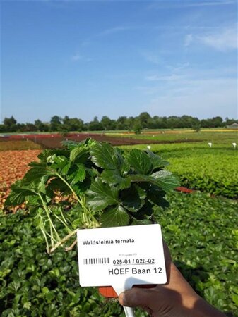 Waldsteinia ternata geen maat specificatie 0,55L/P9cm - afbeelding 5