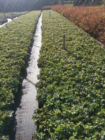 Waldsteinia ternata geen maat specificatie 0,55L/P9cm - afbeelding 20