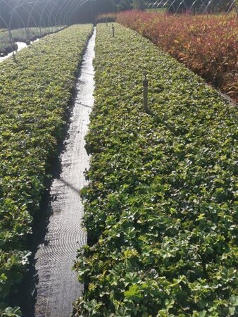 Waldsteinia ternata geen maat specificatie 0,55L/P9cm - afbeelding 3