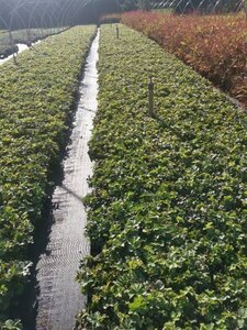 Waldsteinia ternata geen maat specificatie 0,55L/P9cm - afbeelding 3