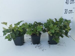 Waldsteinia ternata geen maat specificatie 0,55L/P9cm - afbeelding 4