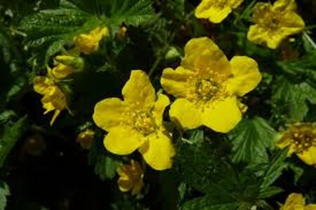 Waldsteinia ternata geen maat specificatie 0,55L/P9cm - afbeelding 5