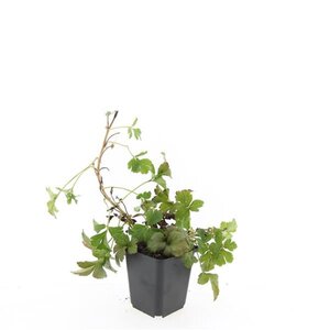 Waldsteinia ternata geen maat specificatie 0,55L/P9cm - afbeelding 19