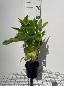 Waldsteinia ternata geen maat specificatie 0,55L/P9cm - afbeelding 8