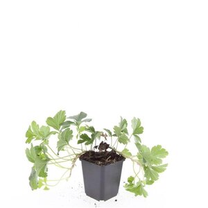Waldsteinia ternata geen maat specificatie 0,55L/P9cm - afbeelding 11